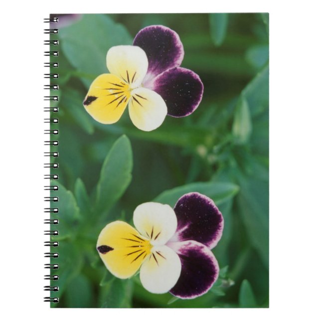USA, Utah, Cache Valley, Johnny Jump Up Spiral Notebook (Front)