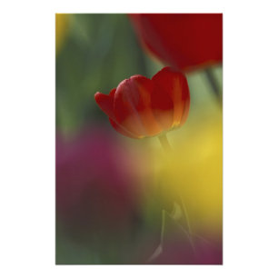 USA, Utah, Cache Valley Tulips in a garden Photo Print