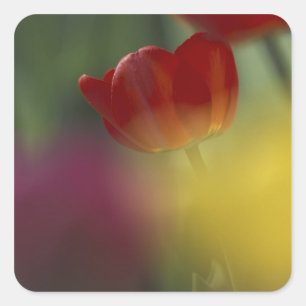 USA, Utah, Cache Valley Tulips in a garden Square Sticker