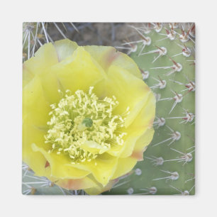 USA, Utah, Canyonlands, NP, Desert Prickly Pear Magnet