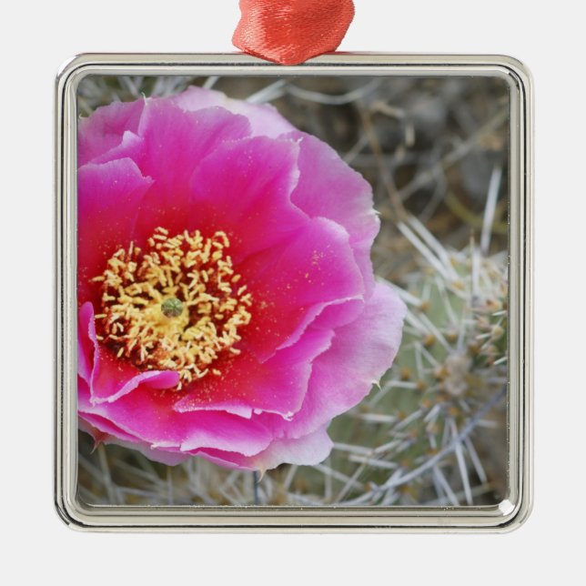 USA, Utah, Canyonlands NP, Desert Prickly Pear Metal Tree Decoration (Front)
