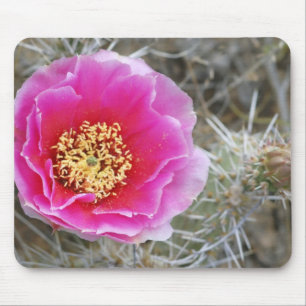 USA, Utah, Canyonlands NP, Desert Prickly Pear Mouse Pad