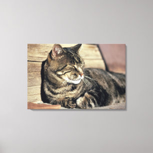 USA, Utah, Capitol Reef NP. Sleeping tabby cat Canvas Print