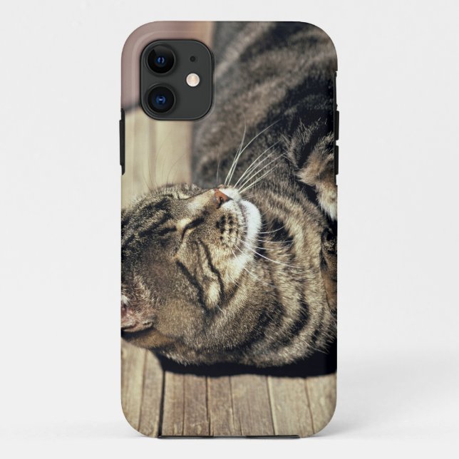 USA, Utah, Capitol Reef NP. Sleeping tabby cat Case-Mate iPhone Case (Back)