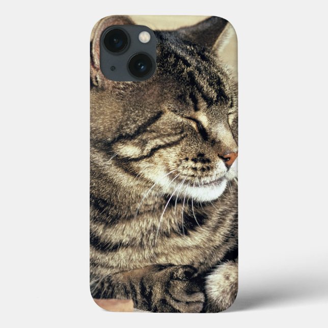 USA, Utah, Capitol Reef NP. Sleeping tabby cat Case-Mate iPhone Case (Back)
