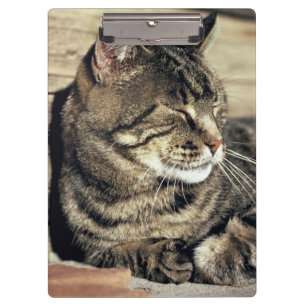 USA, Utah, Capitol Reef NP. Sleeping tabby cat Clipboard