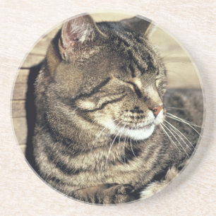 USA, Utah, Capitol Reef NP. Sleeping tabby cat Coaster