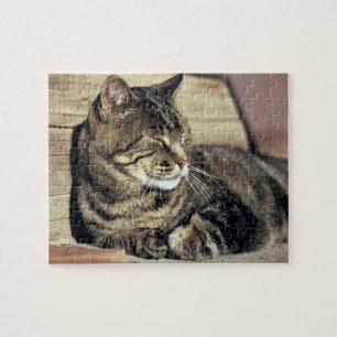 USA, Utah, Capitol Reef NP. Sleeping tabby cat Jigsaw Puzzle