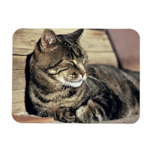 USA, Utah, Capitol Reef NP. Sleeping tabby cat Magnet