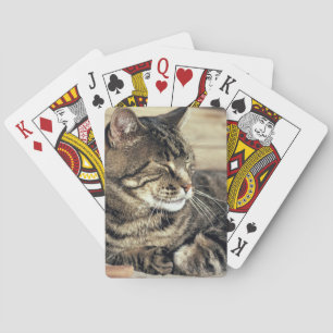 USA, Utah, Capitol Reef NP. Sleeping tabby cat Playing Cards