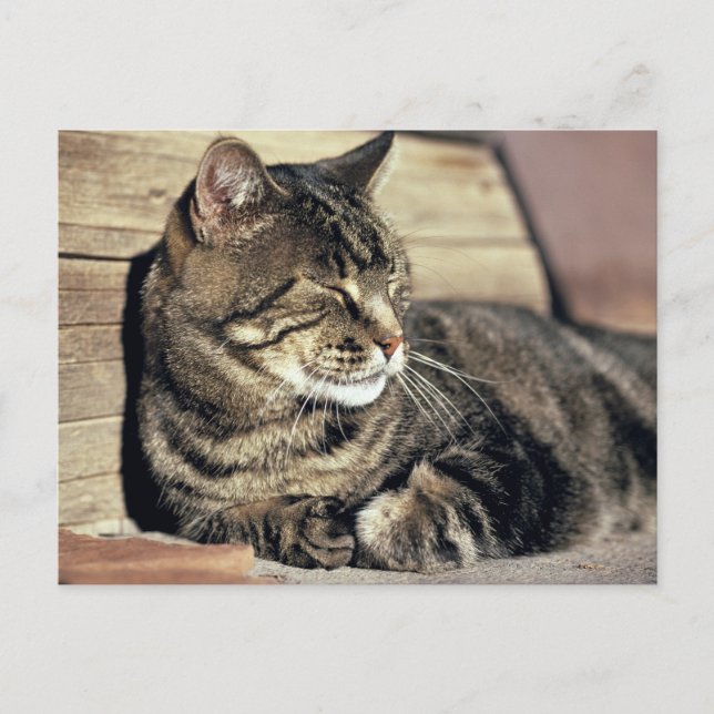 USA, Utah, Capitol Reef NP. Sleeping tabby cat Postcard (Front)