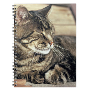 USA, Utah, Capitol Reef NP. Sleeping tabby cat Spiral Notebook