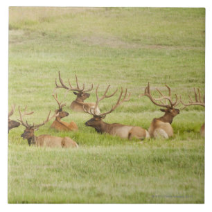 USA, Utah, Group of bull Elk (Cervus canadensis) Tile