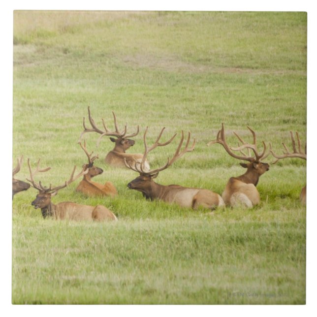 USA, Utah, Group of bull Elk (Cervus canadensis) Tile (Front)