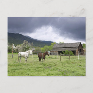 USA, Utah, Horses on ranch Postcard