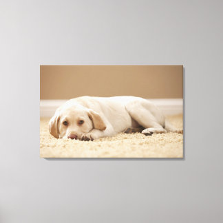USA, Utah, Lehi, Portrait of Yellow Labrador Canvas Print