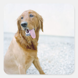 USA, Utah, Salt Lake City, Half shaved Golden Square Sticker