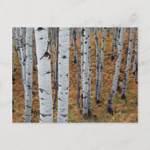 USA, Utah, Uinta-Wasatch-Cache National Forest 2 Postcard