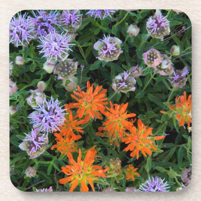 USA, Utah, Uinta-Wasatch-Cache National Forest 3 Coaster (Front)
