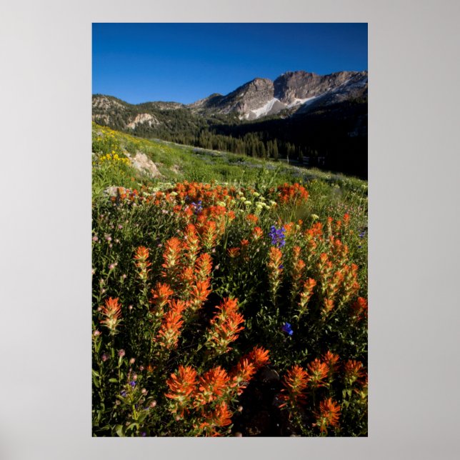 USA, Utah, Uinta-Wasatch-Cache National Forest Poster (Front)