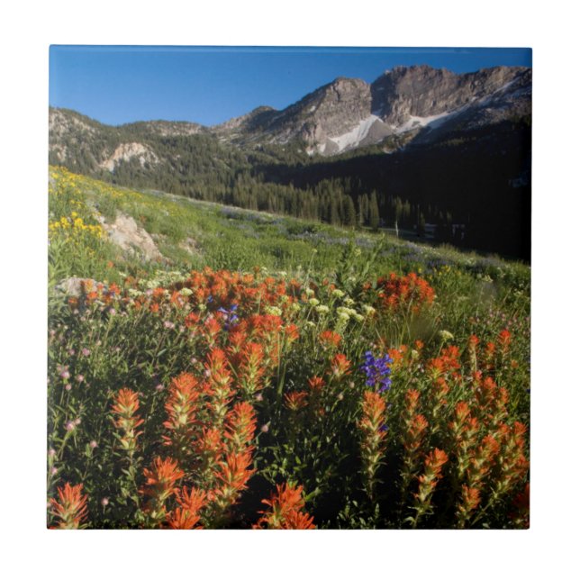 USA, Utah, Uinta-Wasatch-Cache National Forest Tile (Front)