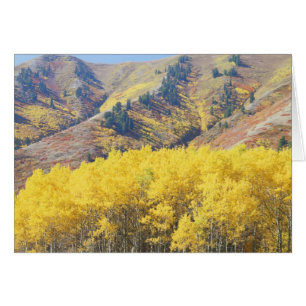 USA, Utah, Wasatch-Cache National Forest,