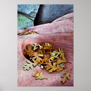 USA, Utah, Zion National Park. Gambel oak leaves Poster