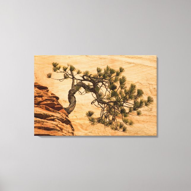 USA, Utah, Zion National Park. Pine tree Canvas Print (Front)