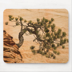 USA, Utah, Zion National Park. Pine tree Mouse Pad