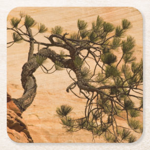 USA, Utah, Zion National Park. Pine tree Square Paper Coaster