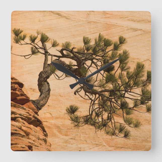 USA, Utah, Zion National Park. Pine tree Square Wall Clock (Front)