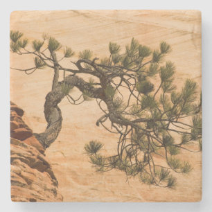 USA, Utah, Zion National Park. Pine tree Stone Coaster