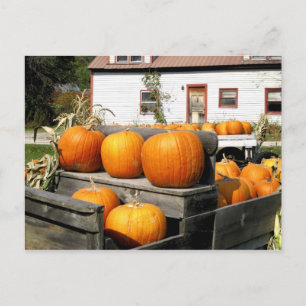 USA, Vermont. Pumpkins Postcard