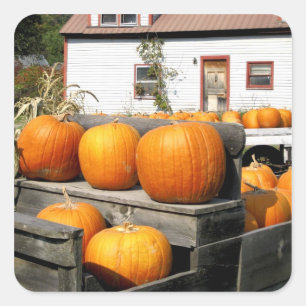 USA, Vermont. Pumpkins Square Sticker
