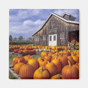 USA, Vermont, Shelbourne, Pumpkins Magnet