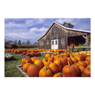 USA, Vermont, Shelbourne, Pumpkins Photo Print