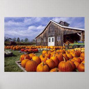 USA, Vermont, Shelbourne, Pumpkins Poster