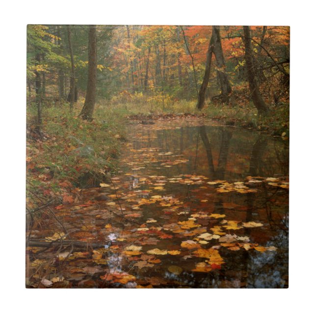 USA, Virginia, Autumn In Douthat State Park Tile (Front)