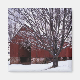 USA, Virginia, Fairfax County, Barn and Maple Magnet