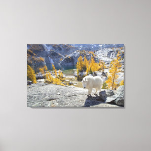 USA, WA, Alpine Lakes WIlderness Enchantments. Canvas Print