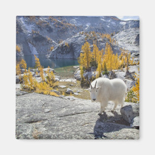 USA, WA, Alpine Lakes WIlderness Enchantments. Magnet