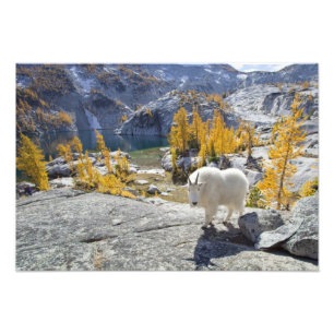 USA, WA, Alpine Lakes WIlderness Enchantments. Photo Print