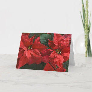USA, WA, Red Poinsettia Detail (Euphorbia Holiday Card