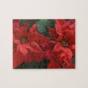 USA, WA, Red Poinsettia Detail (Euphorbia Jigsaw Puzzle