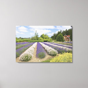 USA, WA, Sequim, Purple Haze Lavender Farm Canvas Print