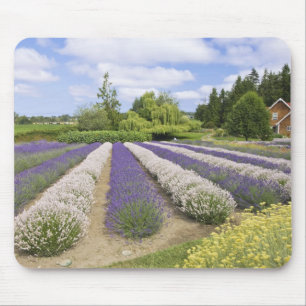 USA, WA, Sequim, Purple Haze Lavender Farm Mouse Pad