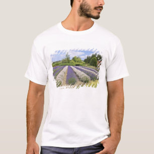 USA, WA, Sequim, Purple Haze Lavender Farm T-Shirt
