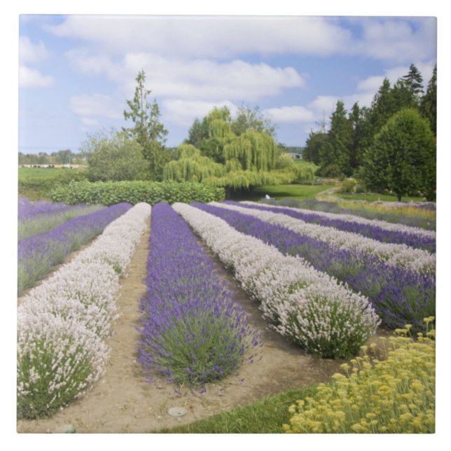 USA, WA, Sequim, Purple Haze Lavender Farm Tile (Front)