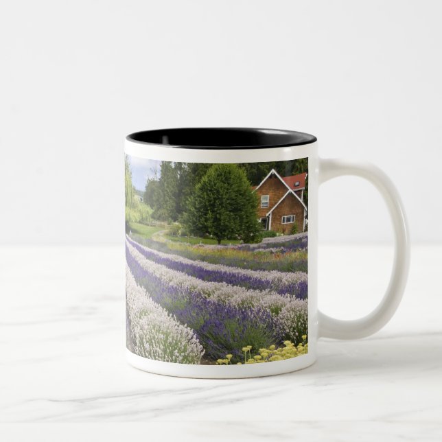 USA, WA, Sequim, Purple Haze Lavender Farm Two-Tone Coffee Mug (Right)