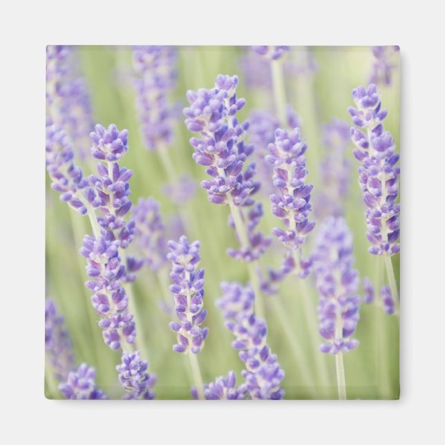 USA, WA, Squim, Lavendar (Selective Focus) Magnet (Front)